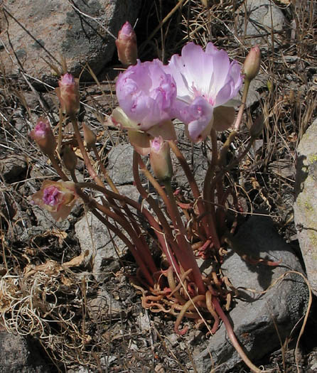 Detailed Picture 4 of Lewisia rediviva var. rediviva