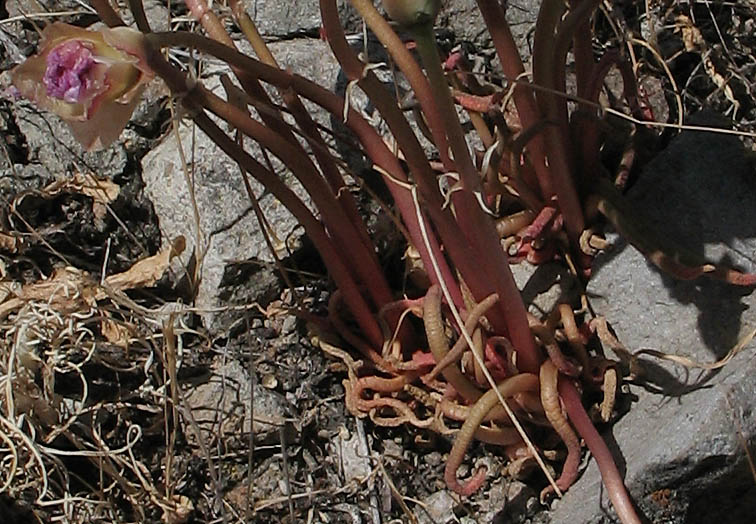 Detailed Picture 5 of Lewisia rediviva var. rediviva