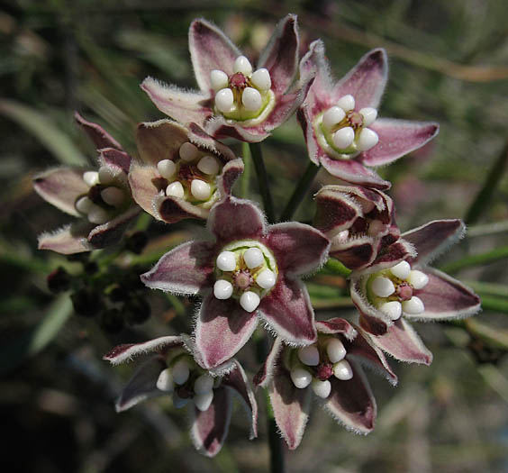 Detailed Picture 5 of Funastrum cynanchoides var. hartwegii