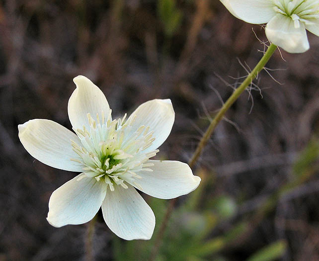 Detailed Picture 1 of Platystemon californicus