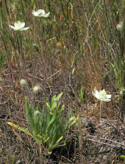 Detailed Picture 4 of Platystemon californicus