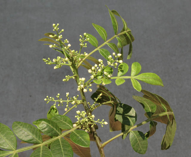 Detailed Picture 2 of Schinus terebinthifolia