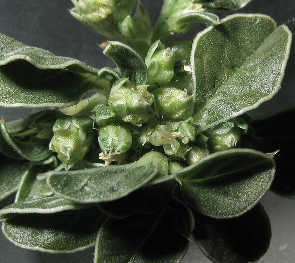 Detailed Picture 3 of Amaranthus blitoides