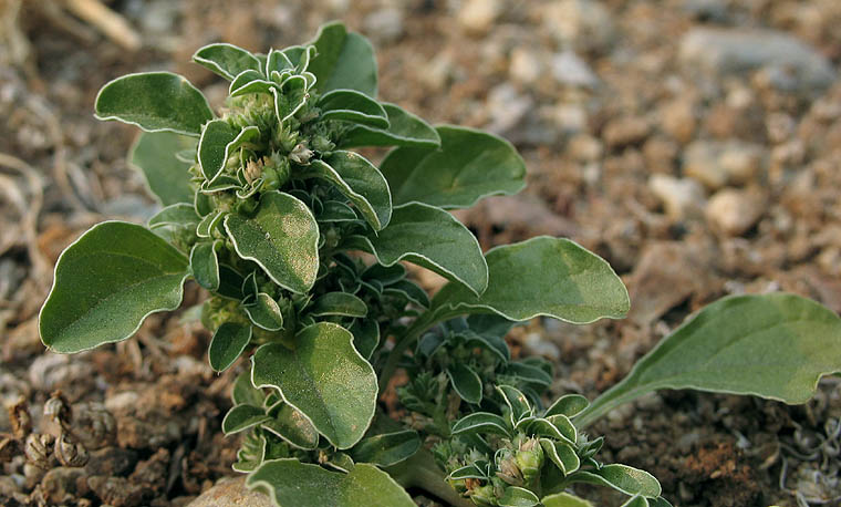 Detailed Picture 4 of Amaranthus blitoides