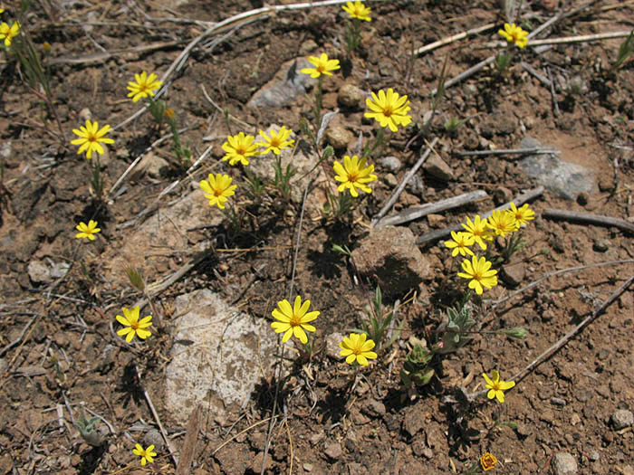 Detailed Picture 7 of Pentachaeta lyonii