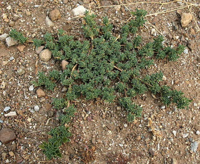 Detailed Picture 5 of Amaranthus blitoides