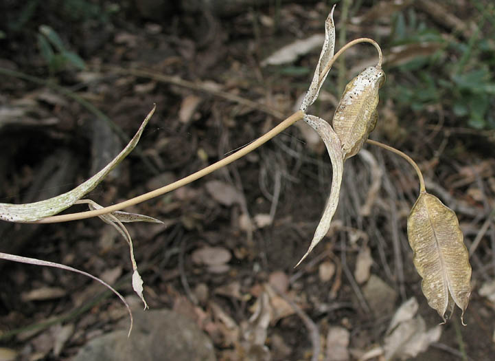 Detailed Picture 4 of Calochortus albus