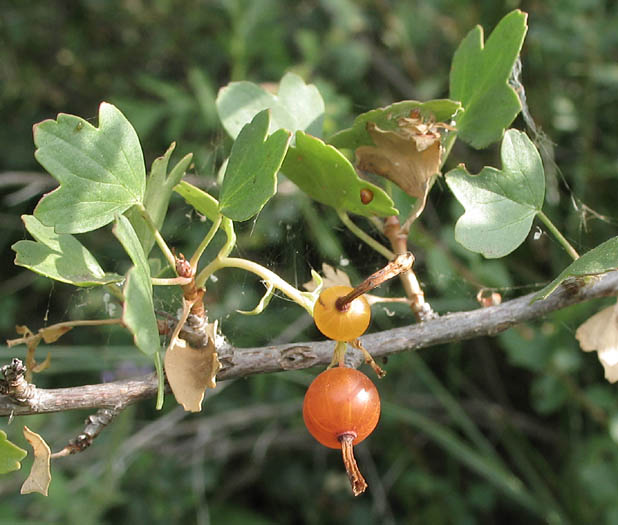 Detailed Picture 7 of Ribes aureum var. gracillimum