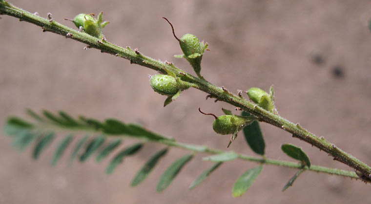 Detailed Picture 5 of Amorpha californica var. californica