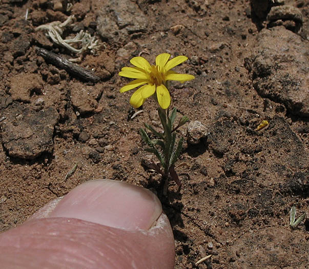 Detailed Picture 8 of Pentachaeta lyonii