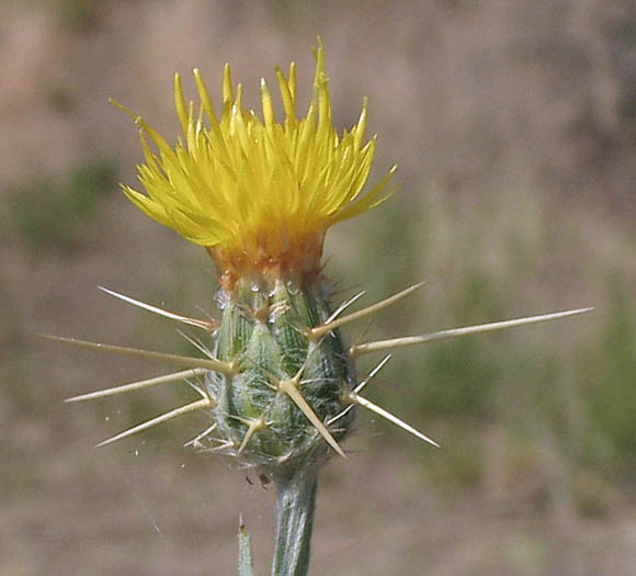 Detailed Picture 2 of Centaurea solstitialis