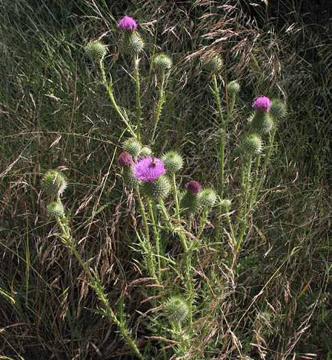 Detailed Picture 3 of Cirsium vulgare