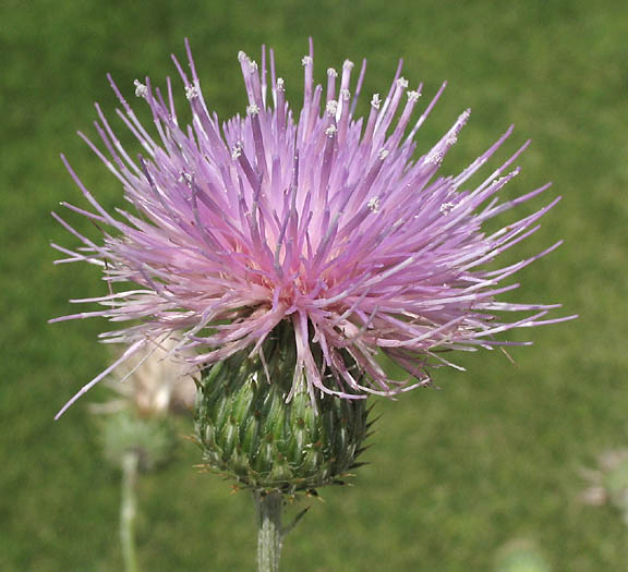 Detailed Picture 1 of Cirsium occidentale var. californicum