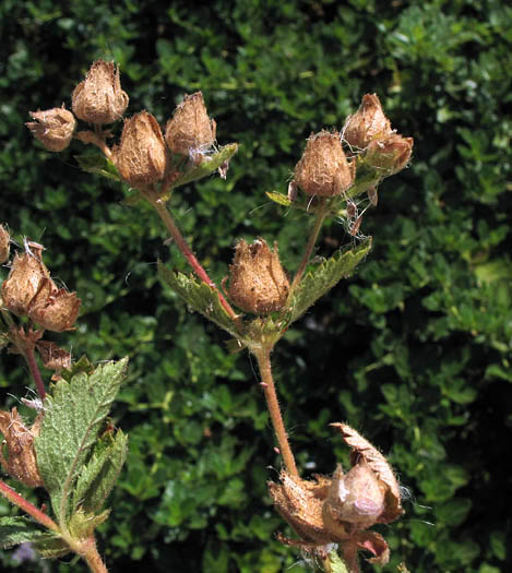 Detailed Picture 4 of Drymocallis glandulosa ssp. wrangelliana