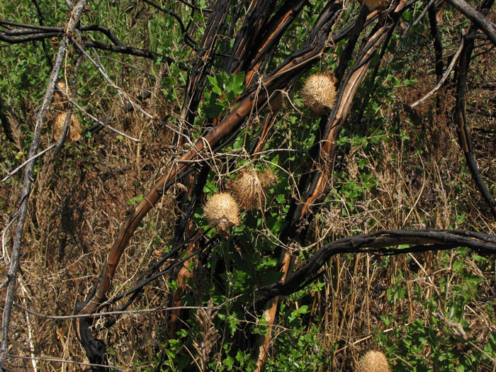 Detailed Picture 9 of Marah macrocarpa