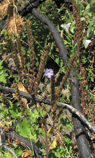 Detailed Picture 7 of Phacelia viscida