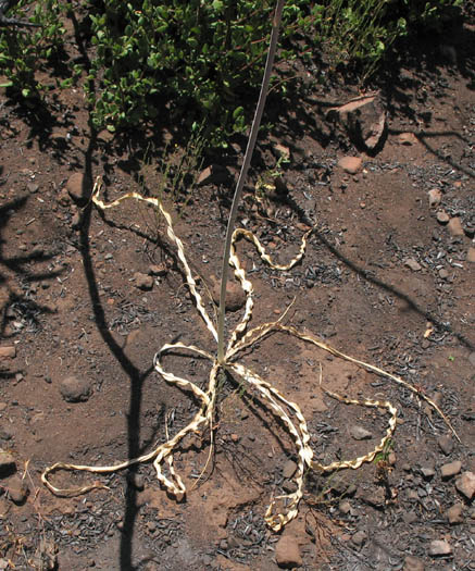 Detailed Picture 5 of Chlorogalum pomeridianum var. pomeridianum