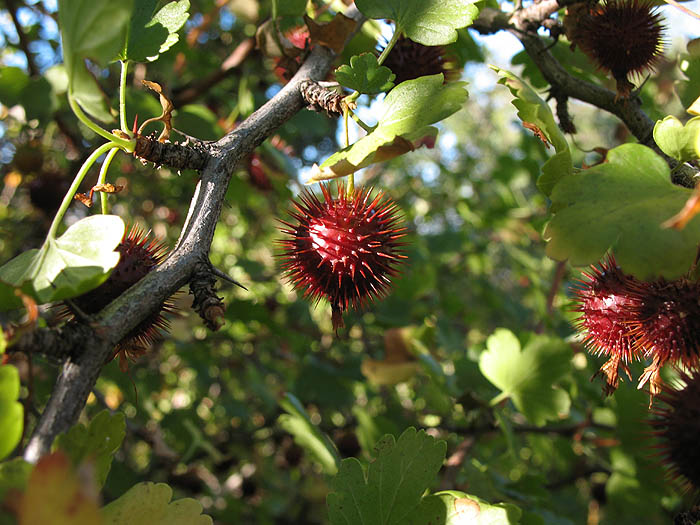 Detailed Picture 6 of Ribes californicum