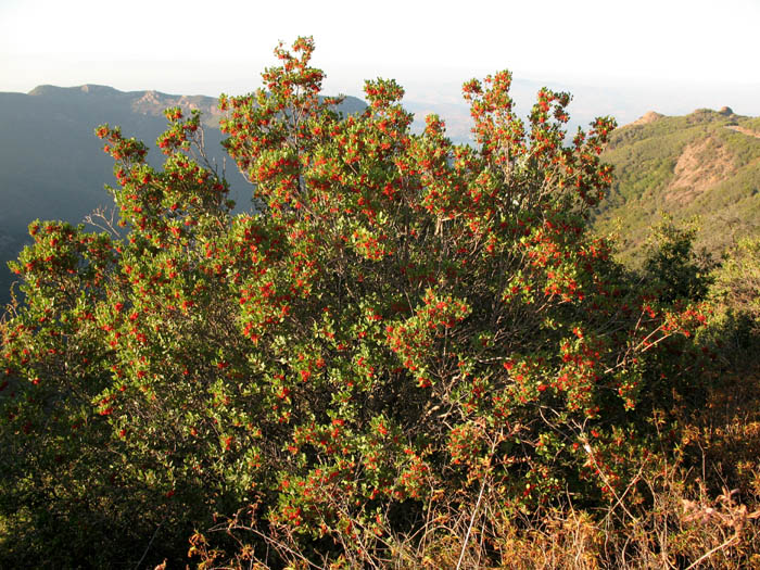 Detailed Picture 6 of Rhamnus ilicifolia