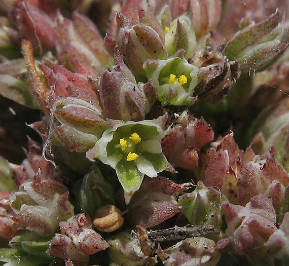 Detailed Picture 3 of Polycarpon tetraphyllum ssp. tetraphyllum