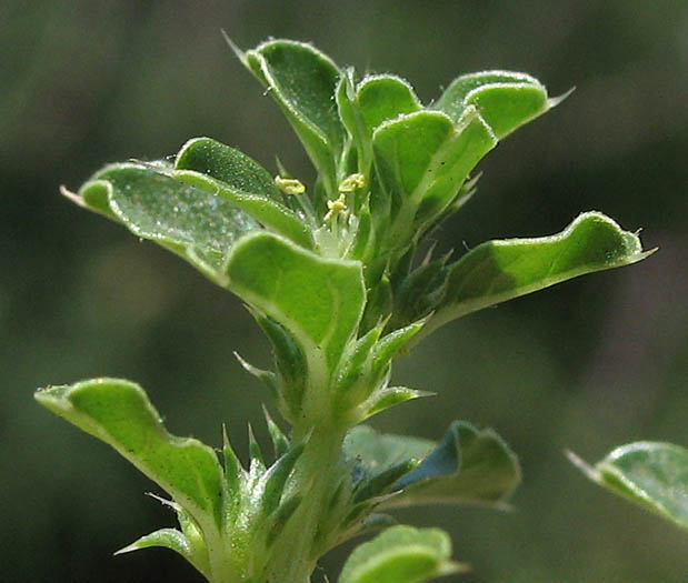 Detailed Picture 2 of Amaranthus albus