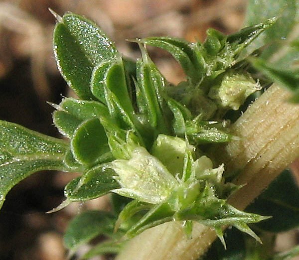 Detailed Picture 1 of Amaranthus albus