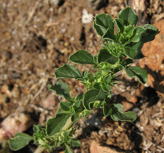 Detailed Picture 5 of Amaranthus albus