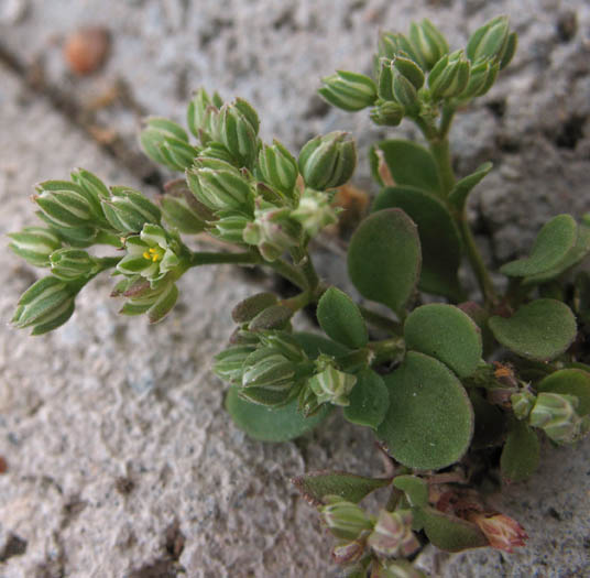Detailed Picture 4 of Polycarpon tetraphyllum ssp. tetraphyllum