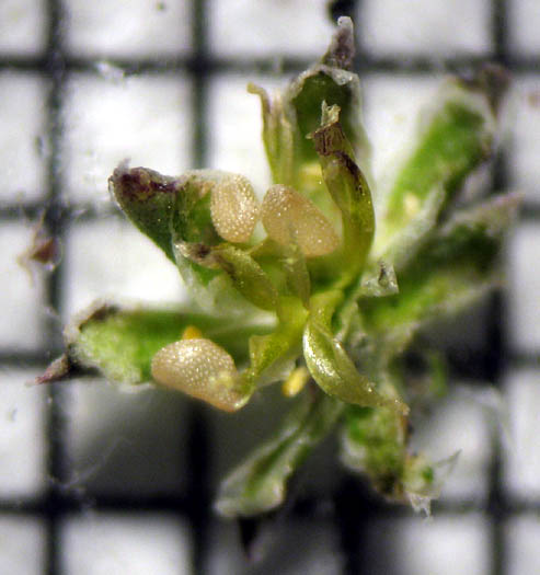 Detailed Picture 6 of Polycarpon tetraphyllum var. tetraphyllum