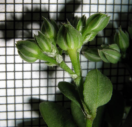 Detailed Picture 7 of Polycarpon tetraphyllum ssp. tetraphyllum