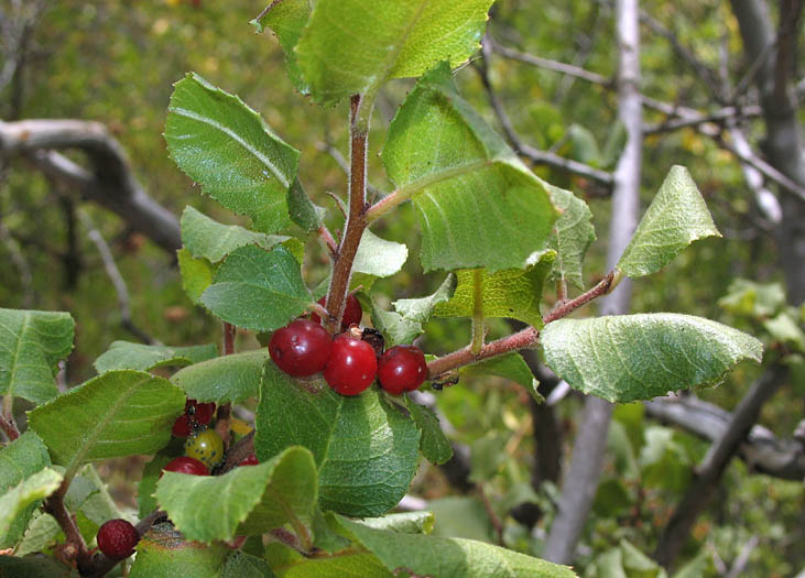 Detailed Picture 5 of Rhamnus ilicifolia