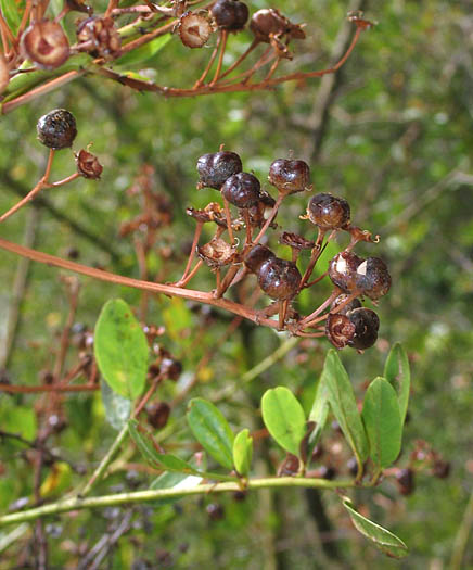 Detailed Picture 8 of Ceanothus spinosus