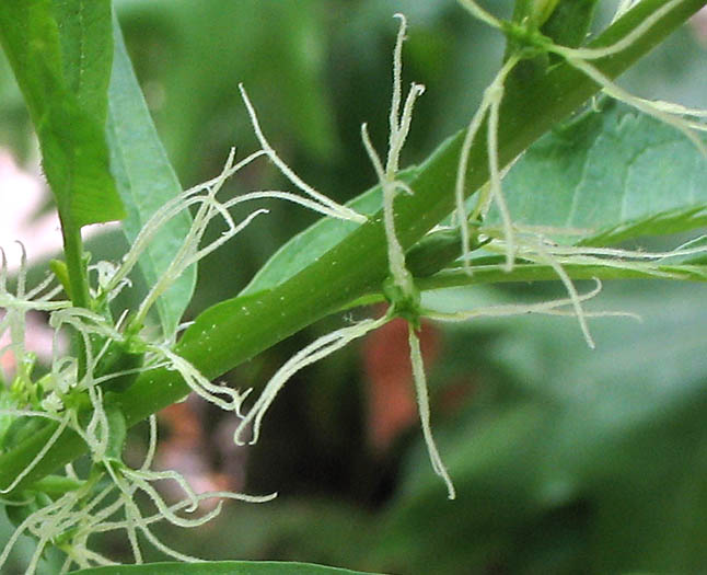 Detailed Picture 1 of Datisca glomerata