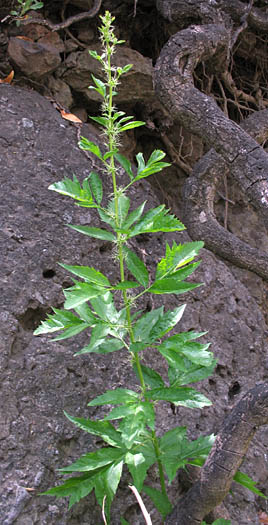 Detailed Picture 6 of Datisca glomerata