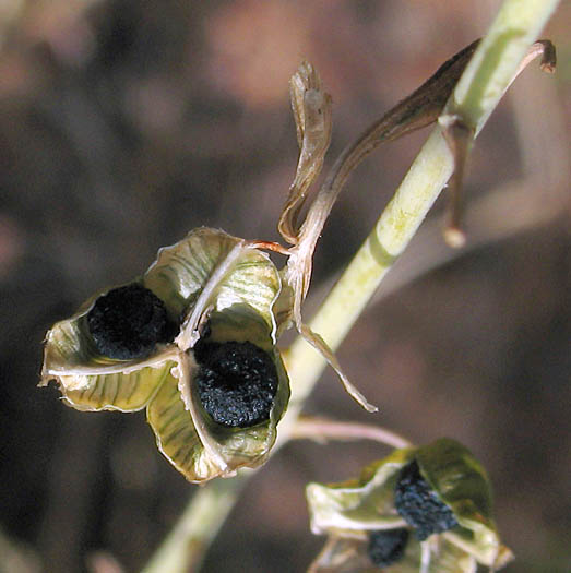 Detailed Picture 9 of Chlorogalum pomeridianum var. pomeridianum