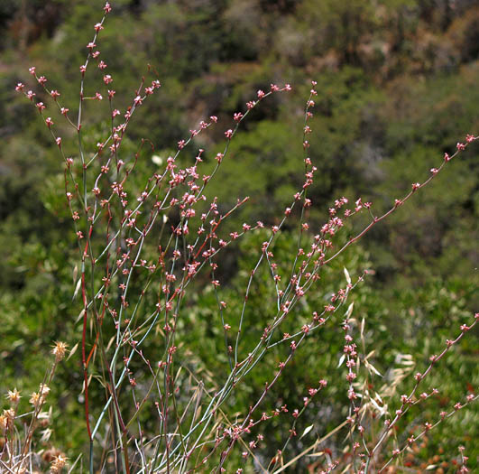 Detailed Picture 4 of Eriogonum cithariforme var. agninum