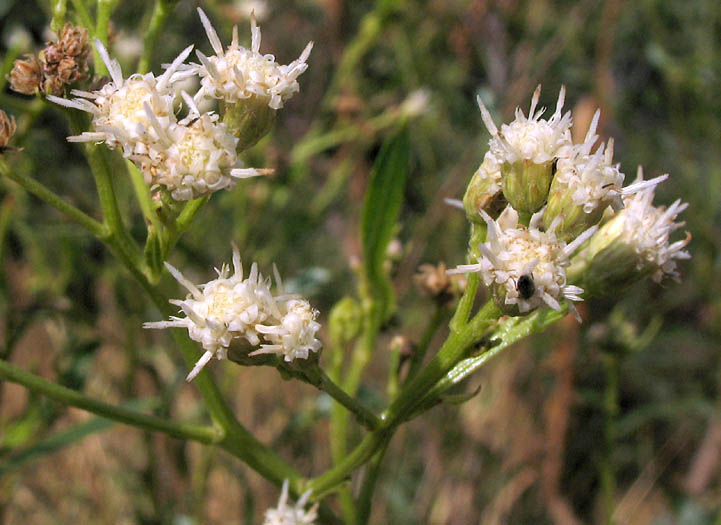 Detailed Picture 2 of Baccharis salicifolia ssp. salicifolia