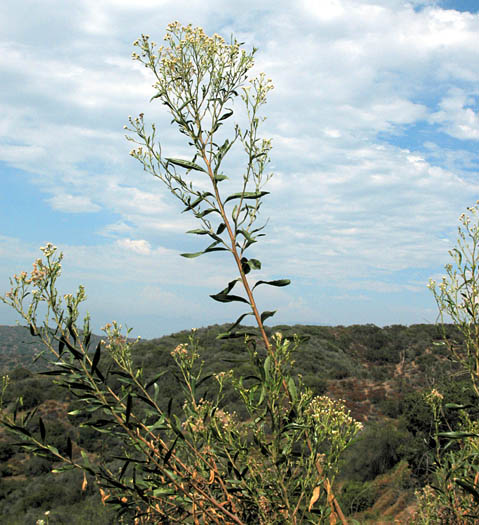 Detailed Picture 4 of Baccharis salicifolia ssp. salicifolia