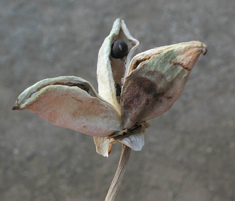 Detailed Picture 6 of Paeonia californica