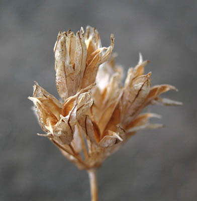 Detailed Picture 6 of Dipterostemon capitatus ssp. capitatus