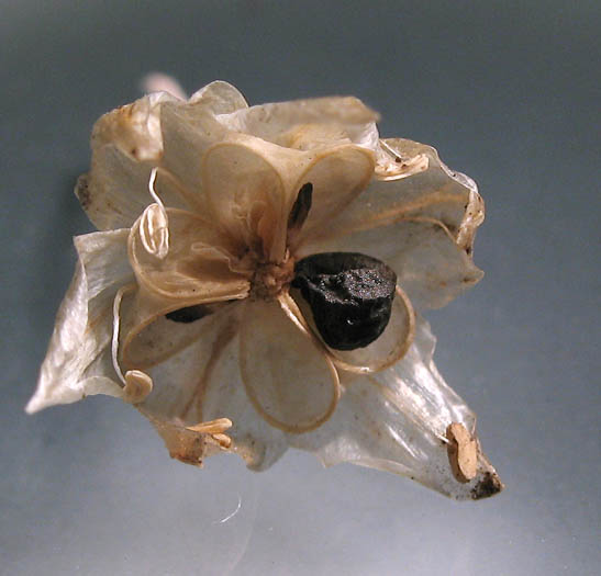 Detailed Picture 8 of Allium haematochiton
