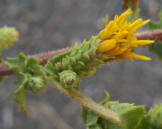 Detailed Picture 1 of Hazardia squarrosa var. grindelioides