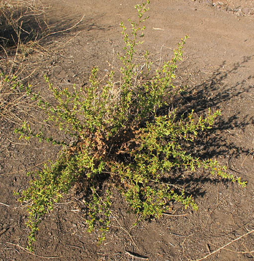 Detailed Picture 4 of Hazardia squarrosa var. grindelioides