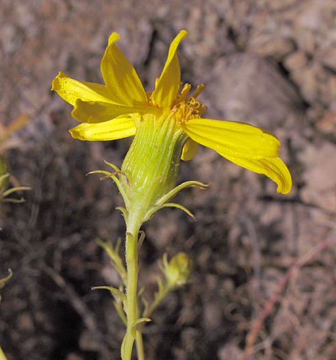 Detailed Picture 3 of Senecio flaccidus var. douglasii