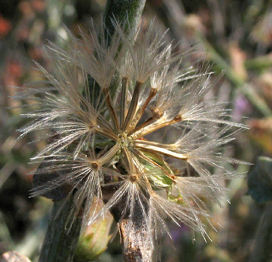 Detailed Picture 5 of Stephanomeria cichoriacea