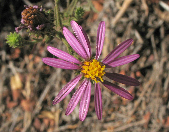 Detailed Picture 3 of Corethrogyne filaginifolia