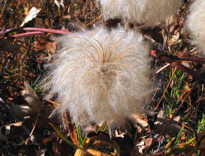 Detailed Picture 8 of Clematis lasiantha