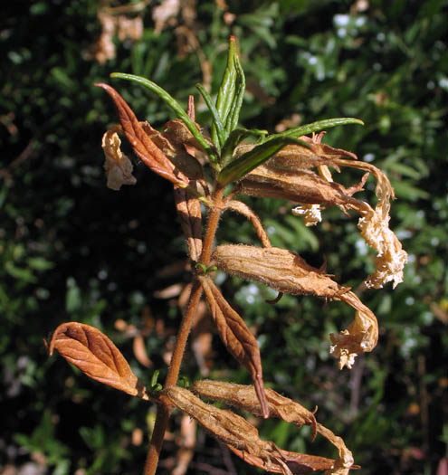 Detailed Picture 8 of Diplacus longiflorus