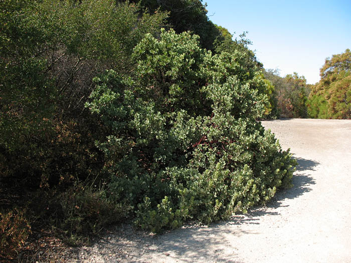 Detailed Picture 8 of Arctostaphylos glandulosa