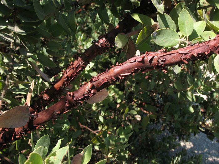 Detailed Picture 7 of Arctostaphylos glandulosa